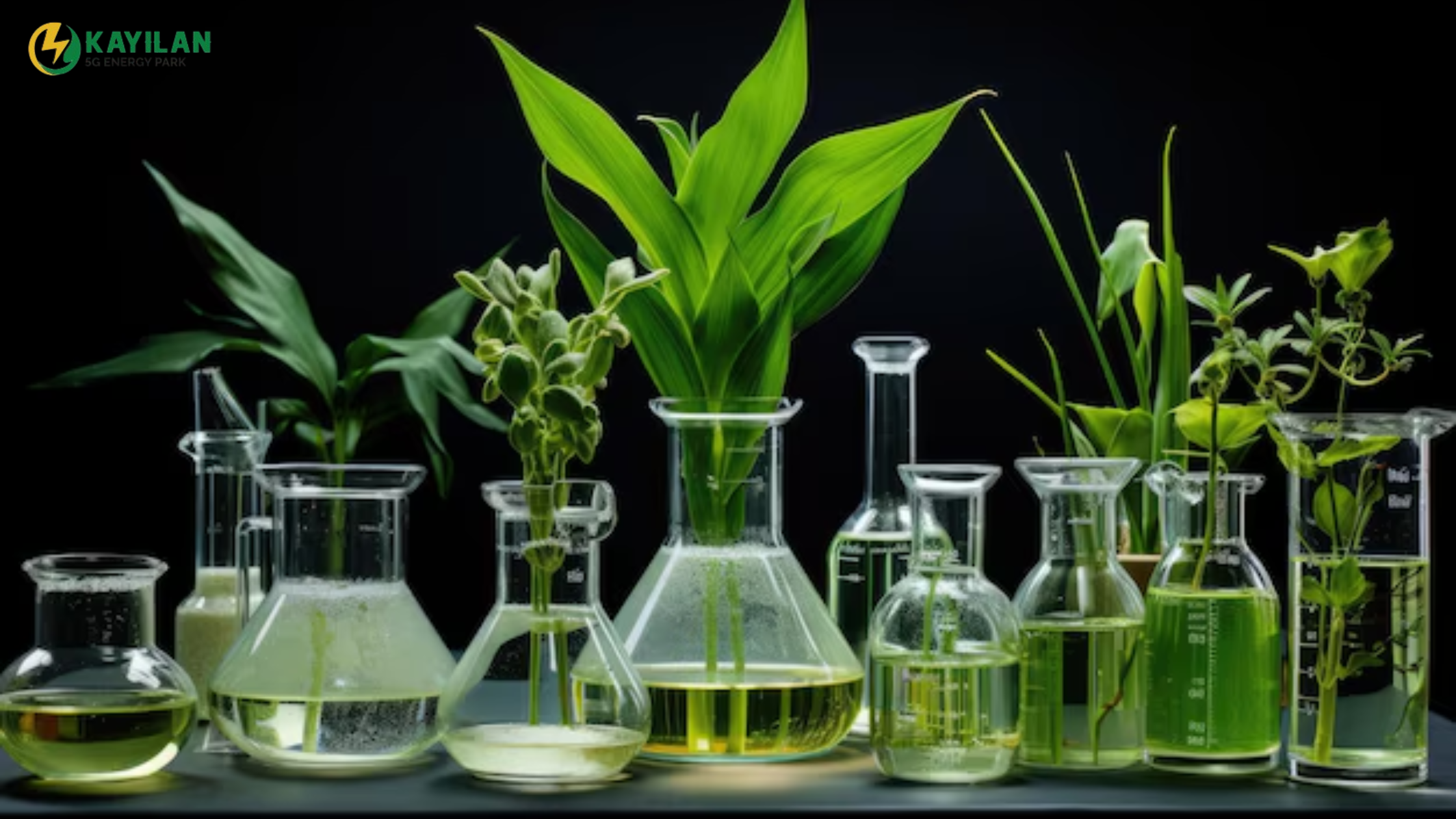 The Future of Bioethanol in Renewable Energy