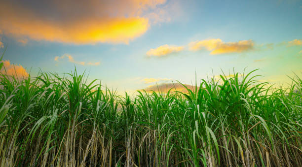 Bioethanol